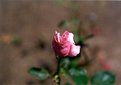 Picture Title - A Single Rose...