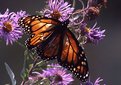 Picture Title - Monarch On Aster #2