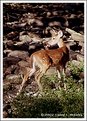 Picture Title - Fawn in a Dry Creek Bed