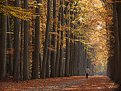 Picture Title - The lonely walker