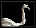 Picture Title - Graceful Swan