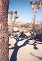 Picture Title - Shadow of a Joshua Tree