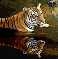Picture Title - Royal Bengal  Tiger