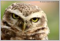 Picture Title - Owl