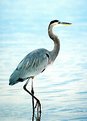 Picture Title - Heron at Dusk