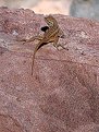 Picture Title - Lizard on Kolob Canyon Hike