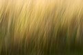 Picture Title - wind blown reeds