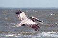 Picture Title - Pelican in flight