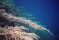 Picture Title - Sargassum