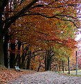 Picture Title - Color of Autumn in Sonsbeek (1)