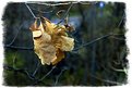 Picture Title - Lone Leaf