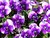 Purple Violas