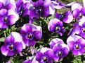 Picture Title - Purple Violas