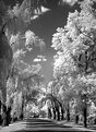 Picture Title - Tree Tunnel #4 (IR-M)