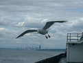 Picture Title - Ferry Seagull