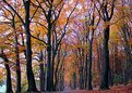 Picture Title - Color of Autumn at Sonsbeek (2)