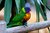 Rainbow Lorikeet