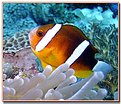 Picture Title - Anemone Fish