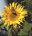 Picture Title - Butterfly and Sunflower