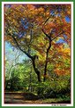 Picture Title - Pennypack Park (s1352)