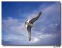Picture Title - Sea Gull...