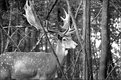 Picture Title - In wood