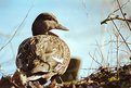 Picture Title - Mallard