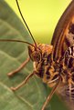 Picture Title - Butterfly close-up