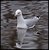 Swimming Gull