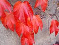 Picture Title - Red autumn leaves