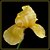 Golden Iris - Elspeth's Garden
