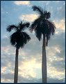 Picture Title - Palms