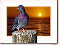 Picture Title - Pigeon - 206