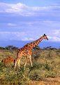 Picture Title - Giraffe