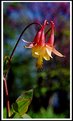 Picture Title - Columbine