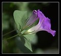 Picture Title - Couple of convolvulus (bindweed).