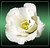 FOR ALL THE VICTIMS… A WHITE ROSE           ----         PER TUTTE LE VITTIME…  UNA ROSA BIANCA