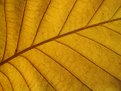 Picture Title - Leaf in October