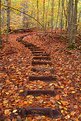 Picture Title - Path to autumn