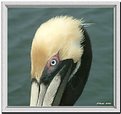 Picture Title - Pelican's Eye