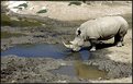 Picture Title - Rhino drinking