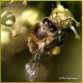 Picture Title - another bee