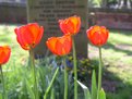 Picture Title - Red Tulips