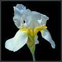 Picture Title - Silver Iris - Elspeth's Garden