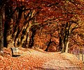 Picture Title - Color of Autumn (3)