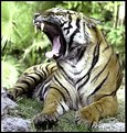 Picture Title - Roar