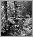 Picture Title - Hoh Rainforest