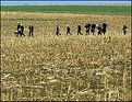 Picture Title - Amish Children