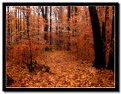 Picture Title - Wet Leaves