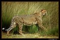 Picture Title - Cheetah